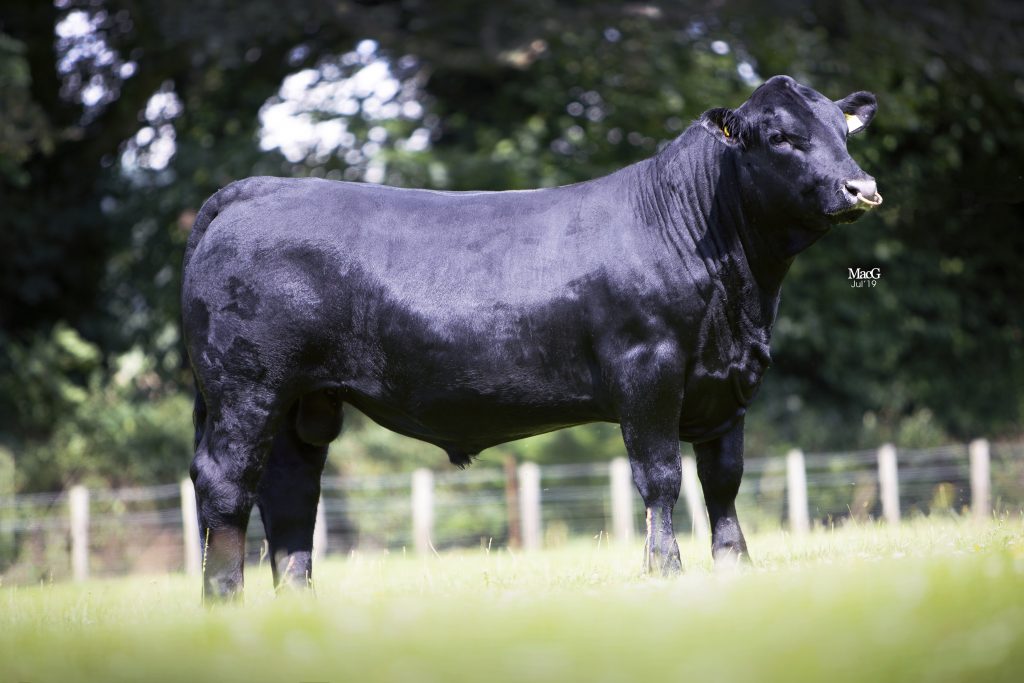 Bull Power: Easy calving Angus week