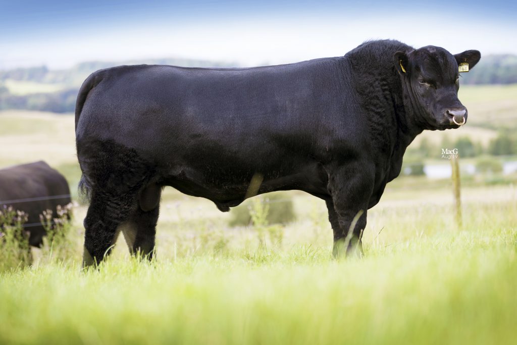 HW Eric Jackpot - Aberdeen Angus semen for sale