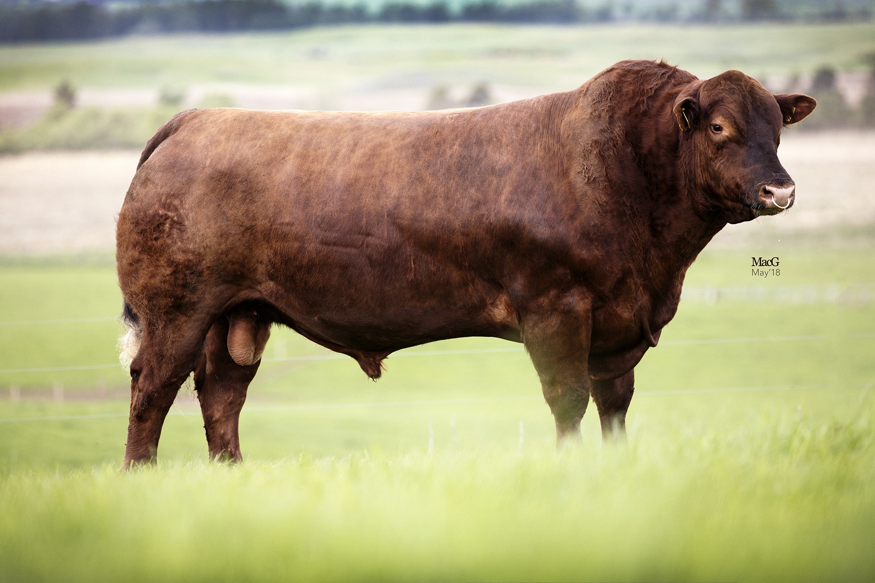 Oaklea Red Glacier - Red Angus bull semen for sale
