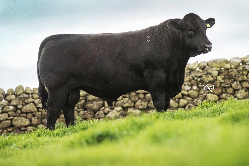 Rawburn Fast Ball - Aberdeen Angus semen for sale