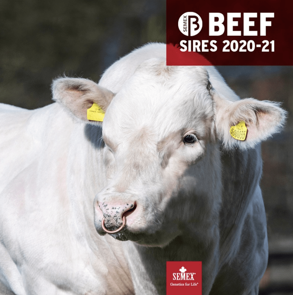 New Semex Beef catalogue launched
