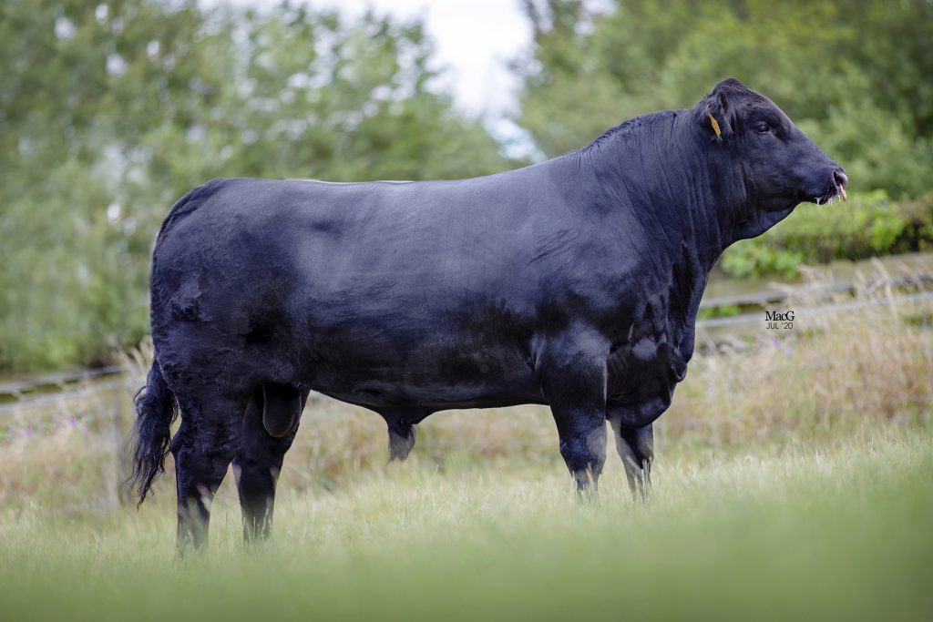 Bull Power: Borewell Elton V161