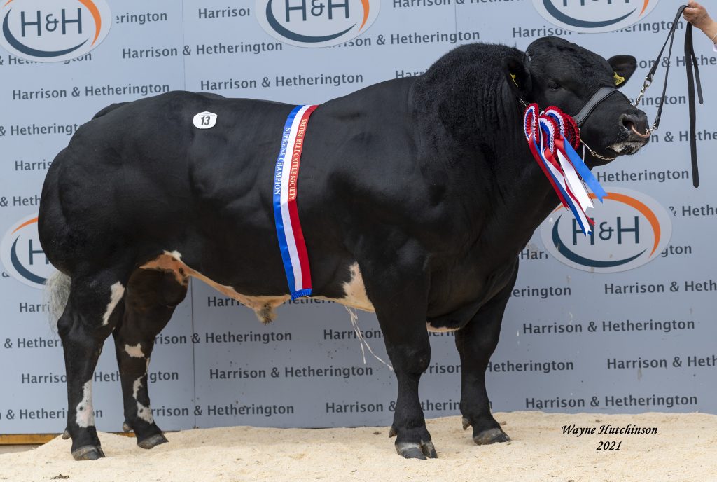 Blues set new breed record in Carlisle at 30,000gns