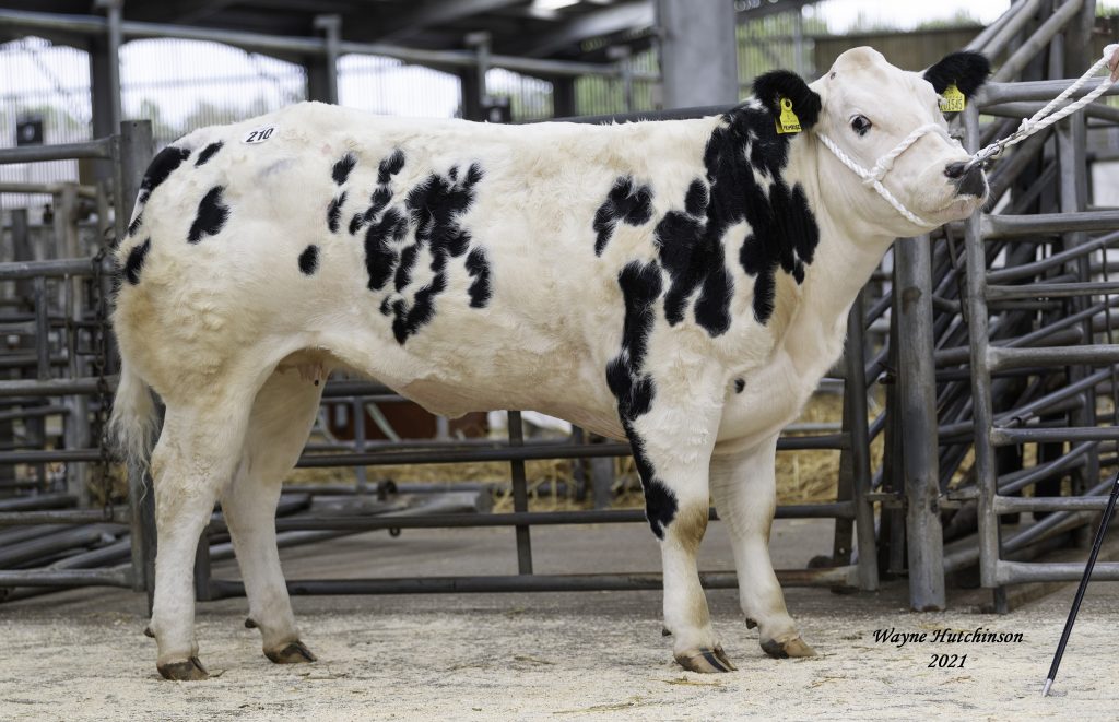Norbreck sired cattle in hot demand in Carlisle