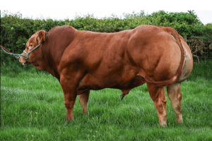 Huntershall Rosco joins the Limousin line up