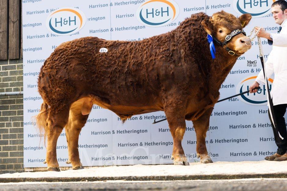 New Brontemoor Limousin joins the stud