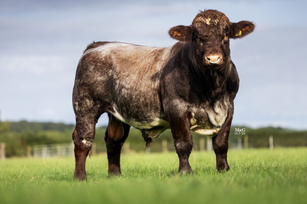 New Beef Shorthorn sires join the line up